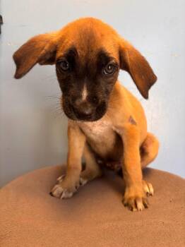 Titus orange collar -  Affenpinscher Dog for Adoption in Morgantown, Kentucky - Titus Orange Collar | PetCurious