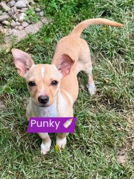 Punky -  Chihuahua and Dachshund Dog for Adoption in Buffalo, New York - Punky | PetCurious