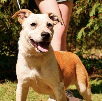 Rescue Australian Cattle Dog Blue Heeler Dogs for Adoption in Troy, Alabama - Biskit | PetCurious