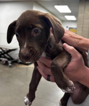 Mixed Breed Dogs Available for Adoption in Greenfield, Indiana - Quinn | PetCurious