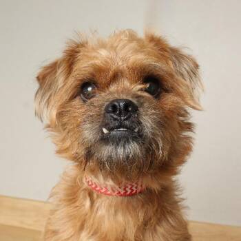 Brussels Griffon and Affenpinscher Dogs Available for Adoption - Jada D68380 | PetCurious