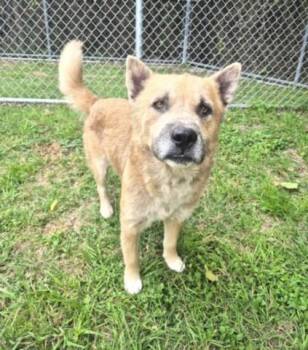 Staffordshire Bull Terrier and Mixed Breed Dogs Available for Adoption in Houston, Texas - LANNY | PetCurious