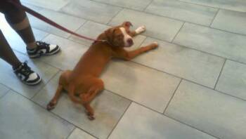 COCO -  Pit Bull Terrier Dog for Adoption in Charlotte, North Carolina - COCO | PetCurious