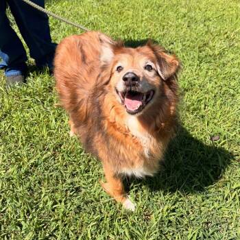 Dexter -  Border Collie and Australian Shepherd Dog for Adoption in Franklin, North Carolina - Dexter | PetCurious