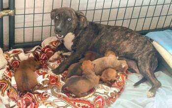 Starlight -  Mixed Breed Dog for Adoption in St. Augustine, Florida - Starlight | PetCurious