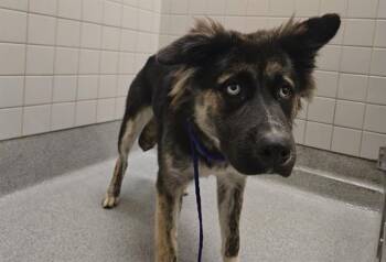 Australian Shepherd and Mixed Breed Dogs Available for Adoption - PIXIE | PetCurious