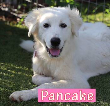 Pancake -  Great Pyrenees and Golden Retriever Dog for Adoption in Southlake, Texas - Pancake | PetCurious