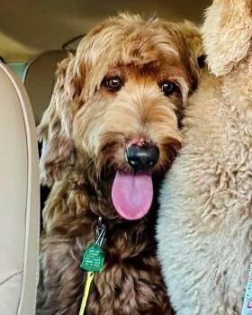 Louie & Nala -  Standard Poodle and Labrador Retriever Dog for Adoption in Monticello, New York - Louie & Nala | PetCurious