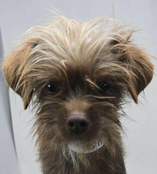 Tito -  Terrier and Yorkshire Terrier Dog for Adoption in New York, New York - Tito | PetCurious