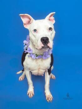 BRANDY -  Pit Bull Terrier Dog for Adoption - BRANDY | PetCurious