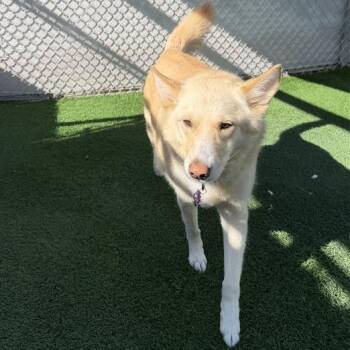 Jindo Dogs Available for Adoption in Tempe, Arizona - Blanca | PetCurious