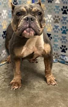 CHARITY -  American Bulldog and Staffordshire Bull Terrier Dog for Adoption in Rosenberg, Texas - CHARITY | PetCurious