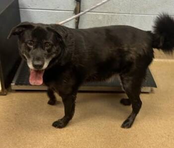 Gilbert -  Mixed Breed Dog for Adoption in Chamblee, Georgia - Gilbert | PetCurious