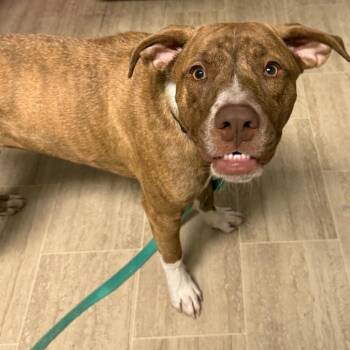 Eggroll -  Pit Bull Terrier Dog for Adoption in East St. Louis, Illinois - Eggroll | PetCurious
