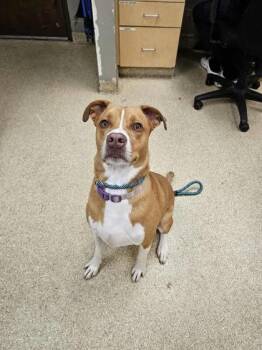 Rescue Mixed Breed Dogs for Adoption in Munster, Indiana - Zeus | PetCurious