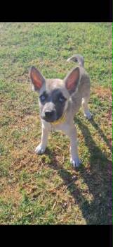 Mixed Breed Dogs Available for Adoption in Mesa, Arizona - Meadow | PetCurious