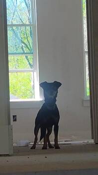 Rat Terrier Dogs Available for Adoption - CHICO | PetCurious