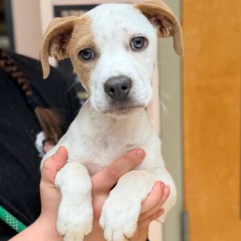 Terrier Dogs Available for Adoption in Columbus, Georgia - Gus | PetCurious