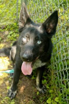 Blue -  German Shepherd Dog and Australian Cattle Dog Blue Heeler Dog for Adoption in Ona, West Virginia - Blue | PetCurious