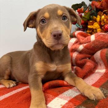 Winnie -  Australian Shepherd and Terrier Dog for Adoption in Lebanon, Missouri - Winnie | PetCurious