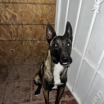 Lucas -  Belgian Shepherd Malinois Dog for Adoption in Yuma, Arizona - Lucas | PetCurious