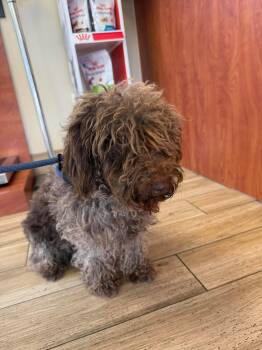 Mocha -  Labrador Retriever and Poodle Dog for Adoption in Valrico, Florida - Mocha | PetCurious