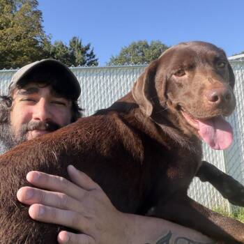 Molly -  Mixed Breed Dog for Adoption in Oneonta, New York - Molly | PetCurious