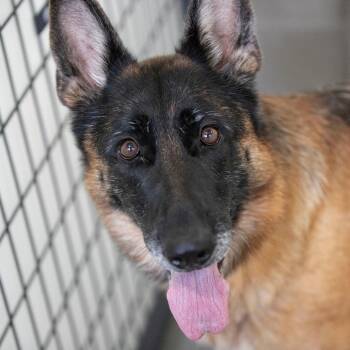 Stevie (AG26-259) -  German Shepherd Dog Dog for Adoption in Peyton, Colorado - Stevie (AG26-259) | PetCurious