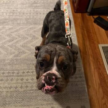 Daisy -  English Bulldog Dog Available for Adoption in Huber Heights, Ohio - Daisy | PetCurious