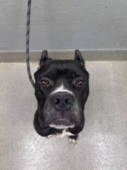 CHERRY BLOSSOM -  Cane Corso Dog for Adoption in Las Vegas, Nevada - CHERRY BLOSSOM | PetCurious