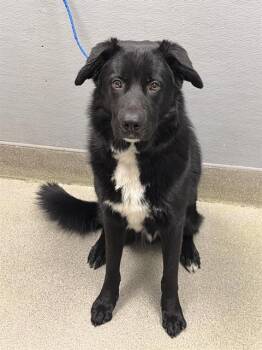 Labrador Retriever Dogs Available for Adoption - BENNY | PetCurious