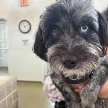 Enzo -  Miniature Poodle and Australian Shepherd Dog for Adoption in Harrisonburg, Virginia - Enzo | PetCurious