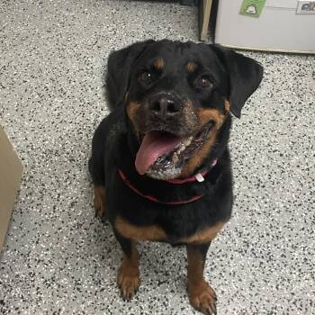 Juno -  Rottweiler Dog for Adoption in Lakeland, Florida - Juno | PetCurious