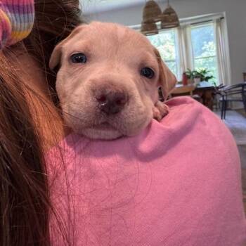 Latte -  Labrador Retriever and Mixed Breed Dog for Adoption in Kansas City, Missouri - Latte | PetCurious