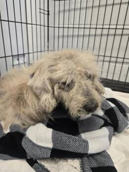 JACK -  Terrier Dog for Adoption in San Antonio, Texas - JACK | PetCurious