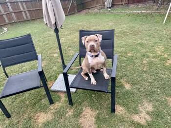 Rescue American Bully and American Staffordshire Terrier Dogs for Adoption in Auburn, Georgia - Gus | PetCurious