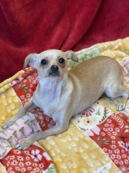 LaLirra -  Chihuahua Dog for Adoption in Lacon, Illinois - LaLirra | PetCurious