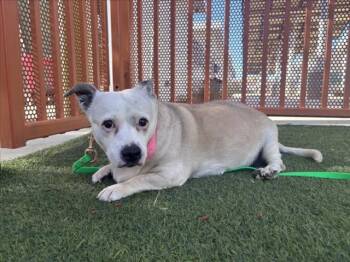 HEADIE -  Chihuahua and Beagle Dog for Adoption in Las Vegas, Nevada - HEADIE | PetCurious