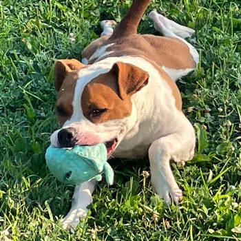 Rescue Mixed Breed Dogs for Adoption in Chattanooga, Tennessee - Spike | PetCurious