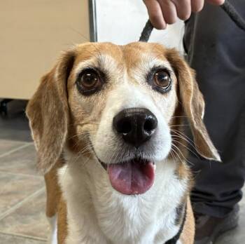 Lulu -  Beagle Dog for Adoption in Los Angeles, California - Lulu | PetCurious