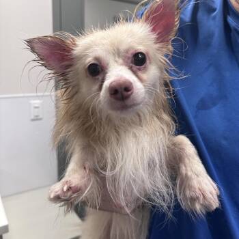 Simba -  Chihuahua Dog for Adoption in Mount Vernon, Indiana - Simba | PetCurious