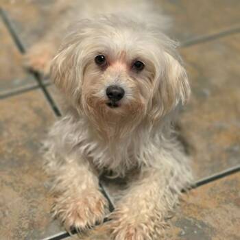 Maltese Dogs Available for Adoption in Chandler, Arizona - Winnie | PetCurious