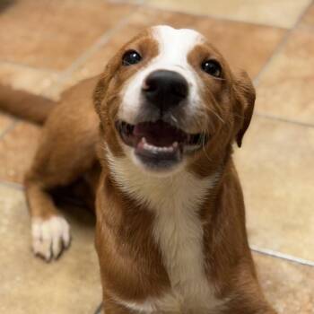 FWT Cookie -  Mixed Breed Dog for Adoption in Midland, Texas - FWT Cookie | PetCurious