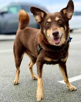 Remy -  Australian Kelpie Dog for Adoption in Wappingers Falls, New York - Remy | PetCurious