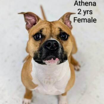 Rescue Boxer Dogs for Adoption in Chanute, Kansas - Athena | PetCurious