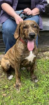 Rescue Plott Hound Dogs for Adoption in Sallisaw, Oklahoma - Delilah | PetCurious