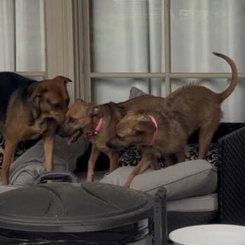 Rhodesian Ridgeback and Irish Terrier Dogs Available for Adoption in New Orleans, Louisiana - Bree | PetCurious