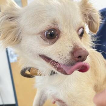 Grammy -  Chihuahua Dog for Adoption in Philadelphia, Pennsylvania - Grammy | PetCurious