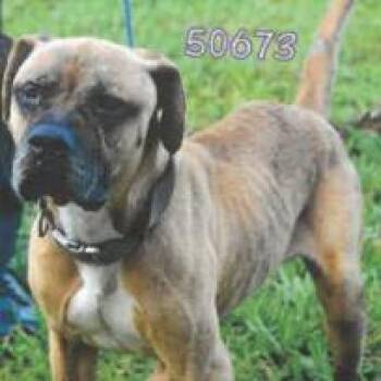 Monty -  Mixed Breed Dog for Adoption in West Palm Beach, Florida - Monty | PetCurious