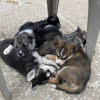 Jett -  Siberian Husky Dog for Adoption in Kirksville, Missouri - Jett | PetCurious